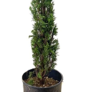 Cupressus sempervirens