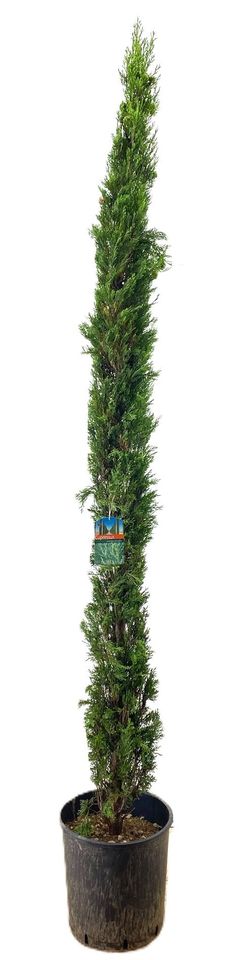 Cupressus sempervirens