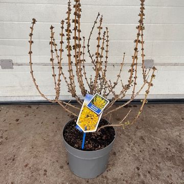Forsythia x intermedia MIKADOR