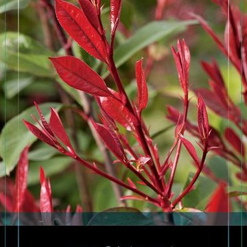 Photinia x fraseri CARRÉ ROUGE