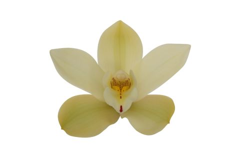 Cymbidium PADDY