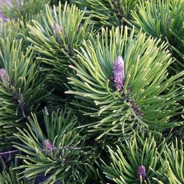 Pinus mugo pumilio