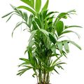 Areca triandra