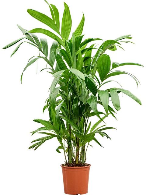 Areca triandra