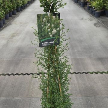 Ceanothus thyrsiflorus '’Millerton Point’'