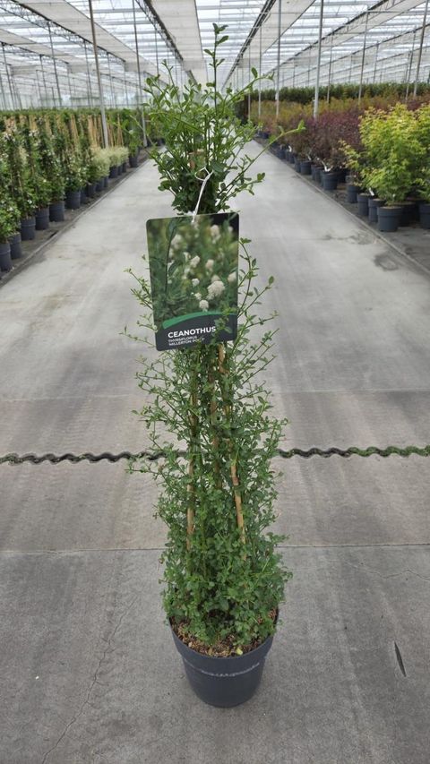 Ceanothus thyrsiflorus '’Millerton Point’'