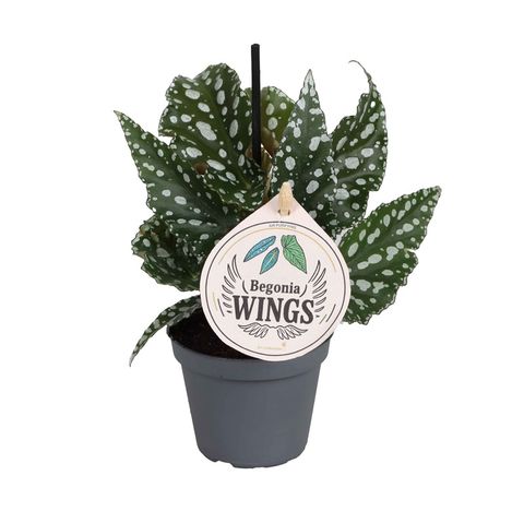 Begonia maculata 'Bubbles Compact'