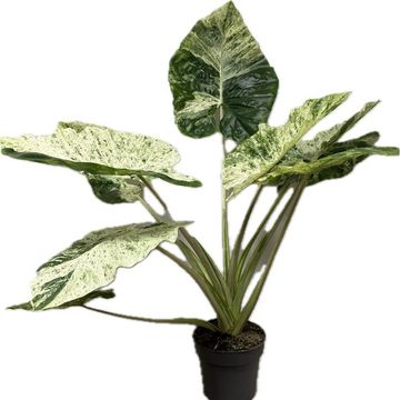 Alocasia macrorrhizos 'Splash'