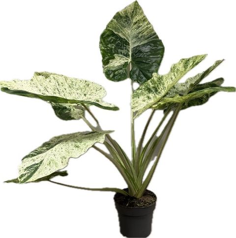 Alocasia macrorrhizos 'Splash'