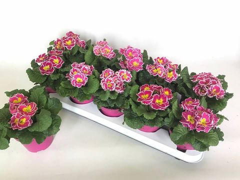 Primula vulgaris 'Sweetie'