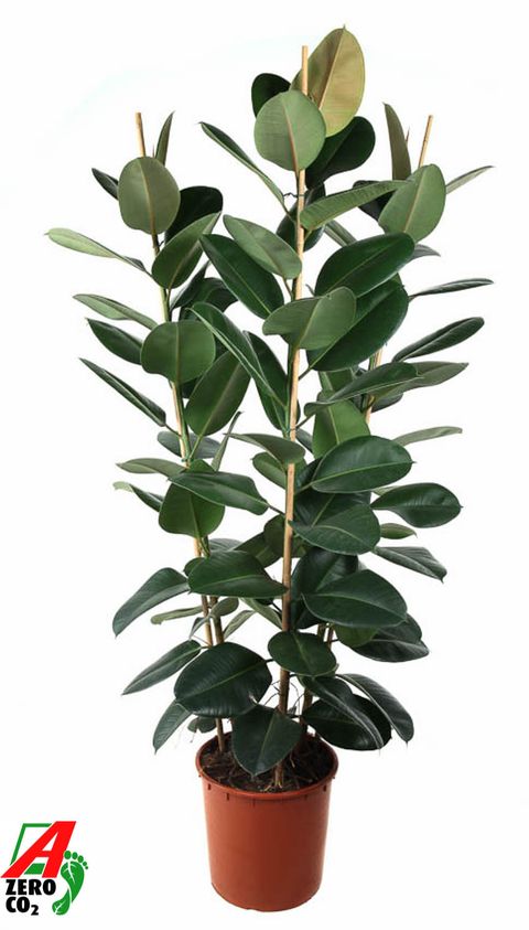 Ficus elastica 'Robusta'