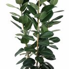 Ficus elastica 'Robusta'