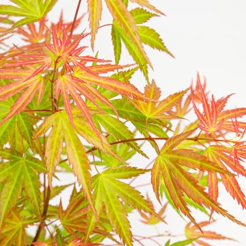 Acer palmatum 'Wilson's Pink Dwarf'