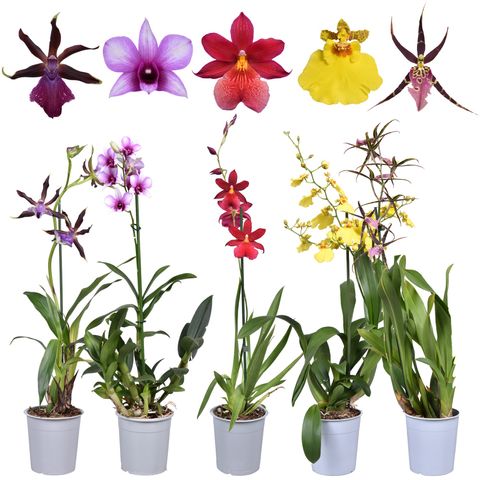Orchidee MIX
