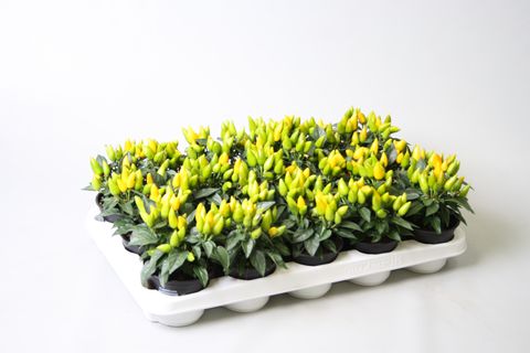 Capsicum annuum 'Salsa Yellow'