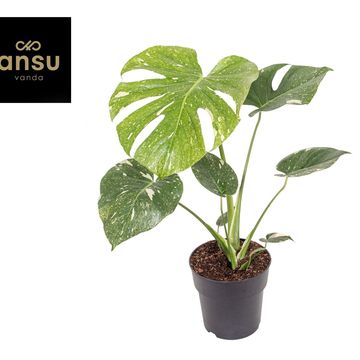 Monstera 'Thai Constellation'