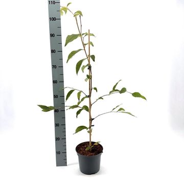 Stewartia pseudocamellia