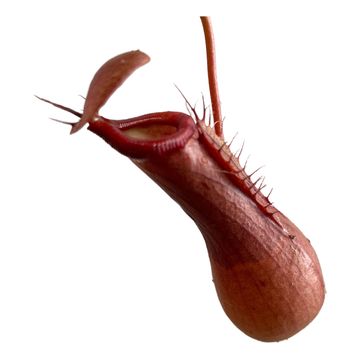 Nepenthes alata