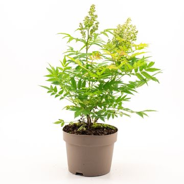 Sorbaria sorbifolia 'Sem'