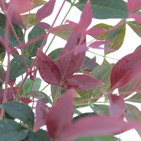 Nandina domestica OBSESSED / OBSESSION