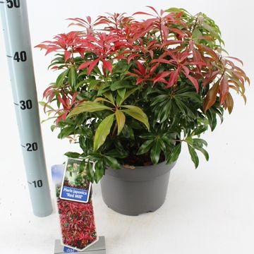 Pieris japonica 'Red Mill'