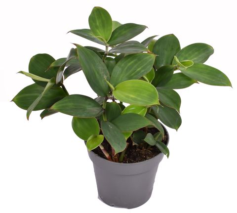 Monocostus uniflorus