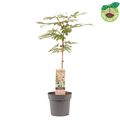 Ficus carica LITTLE MISS FIGGY