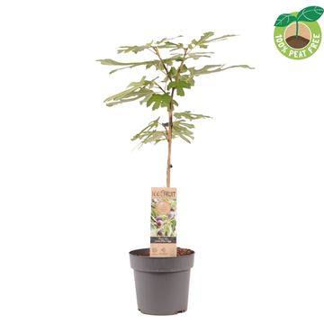 Ficus carica LITTLE MISS FIGGY