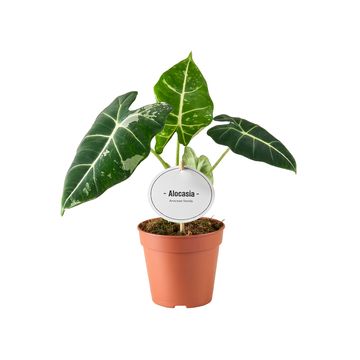 Alocasia micholitziana 'Frydek Variegata'