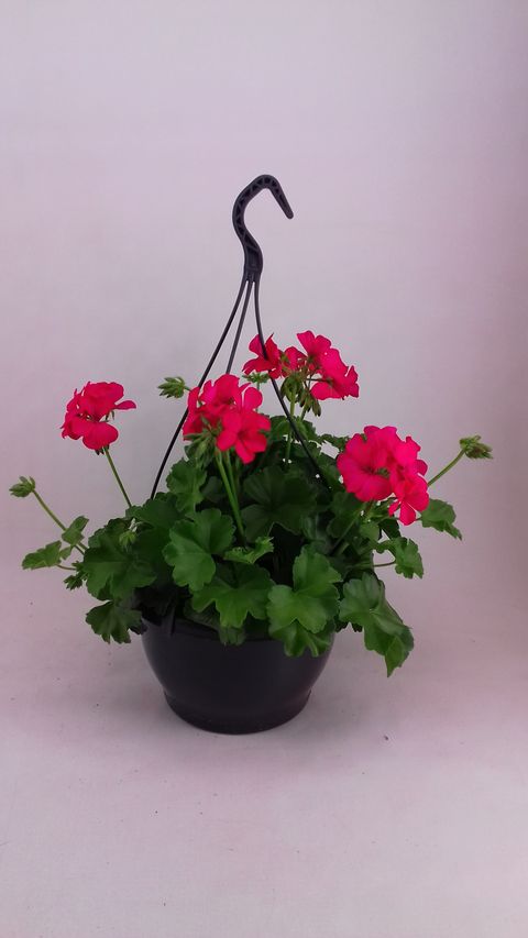 Pelargonium MARCADA MAGENTA