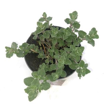 Nepeta 'Six Hills Giant'