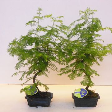 Metasequoia glyptostroboides