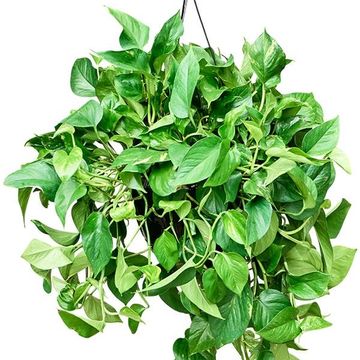 Epipremnum pinnatum 'Aureum'