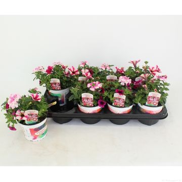 Rośliny sezonowe MIX IN POT