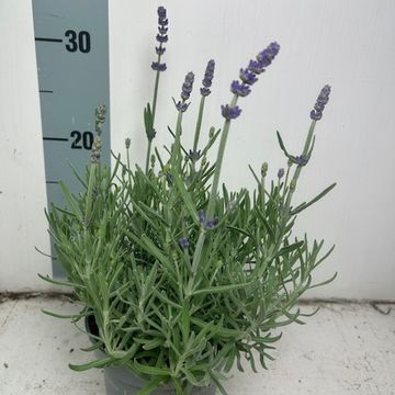 Lavandula angustifolia NOT NORMAL COMPACT WHITE