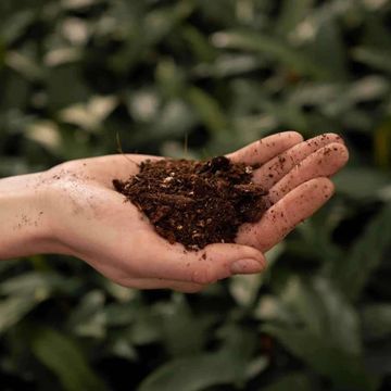 Substrates ALOCASIA MIX