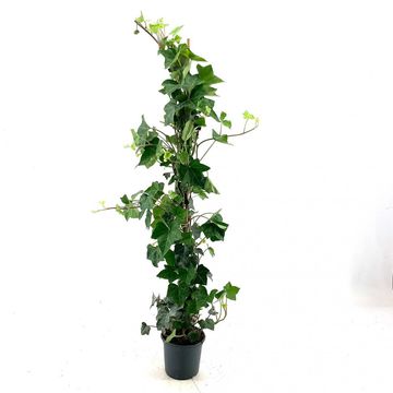 Hedera hibernica