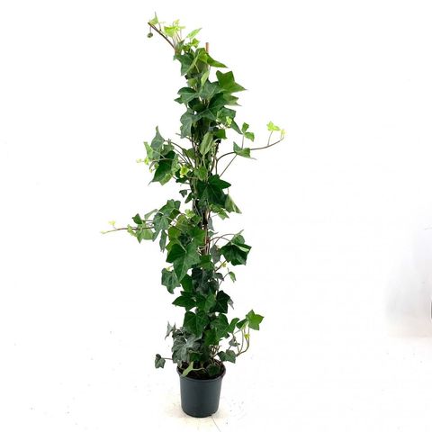 Hedera hibernica