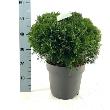 Thuja occidentalis 'Danica'