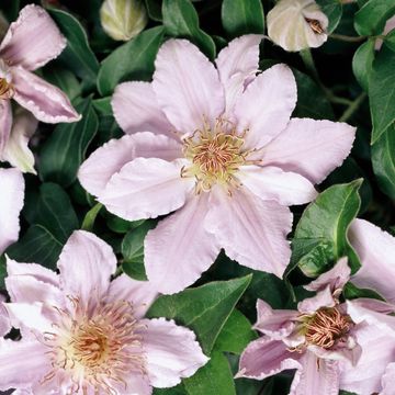 Clematis FILIGREE