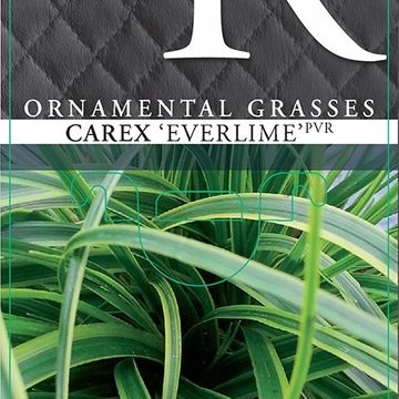 Carex oshimensis EVERCOLOR EVERLIME