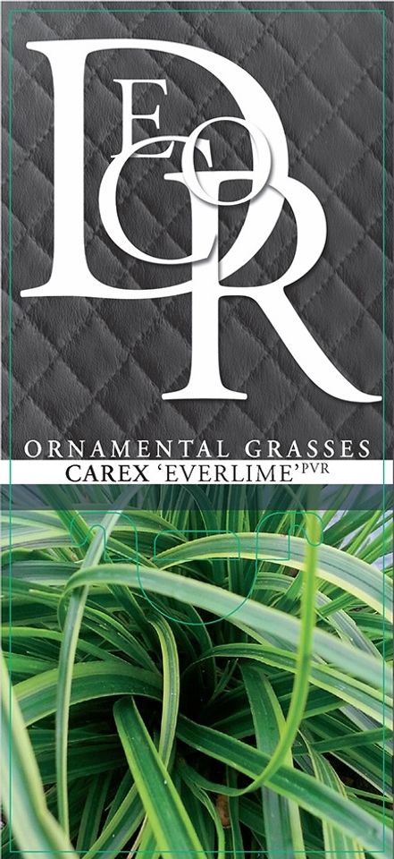 Carex oshimensis EVERCOLOR EVERLIME