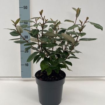 Elaeagnus x ebbingei