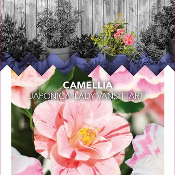 Camellia japonica 'Lady Vansittart'