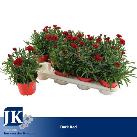 Dianthus OSCAR DARK RED