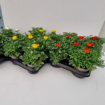 Ranunculus MIX
