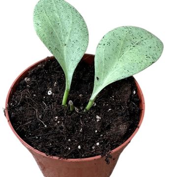 Hoya nicholsoniae 'New Guinea Ghost'