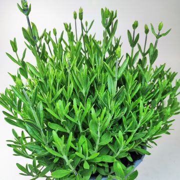 Lavandula angustifolia