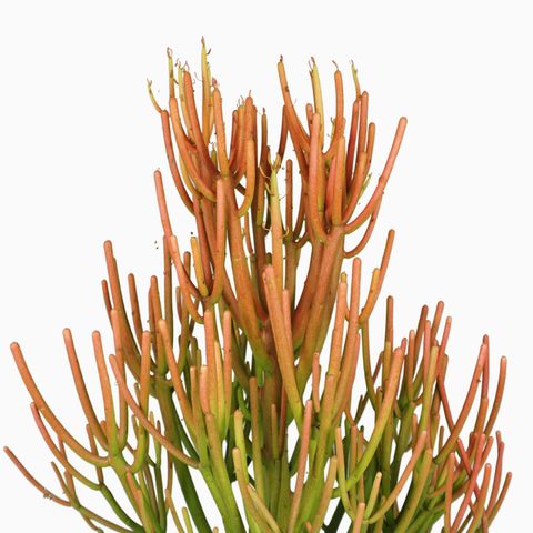 Euphorbia tirucalli 'Firesticks'
