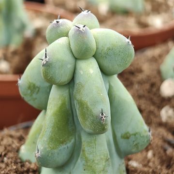 Myrtillocactus geometrizans 'Fukurokuryuzinboku'